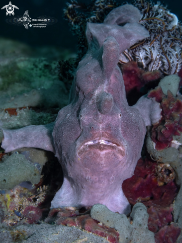 A Antennarius commerson (Lacepède, 1798) | Giant Frogfish