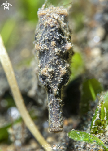 A Hippocampus kuda | Common Seahorse