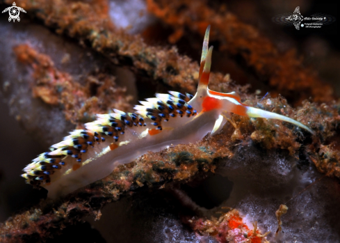 A Caloria indica (Bergh, 1896) | Nudibranch