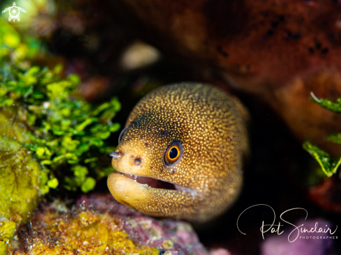 A Goldentail Eel