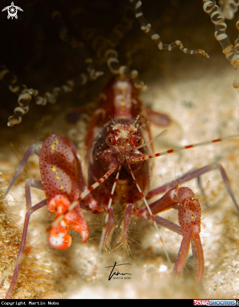 A Snapping Shrimp