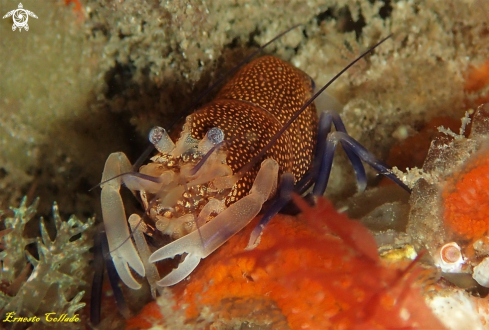 A Gnathophyllum elegans | Gamba de lunares