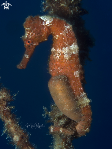 A Hippocampus reidi | Longsnout Seahorse