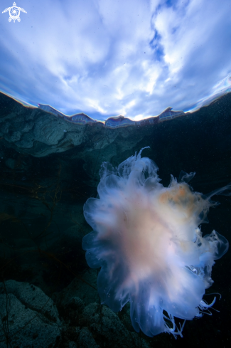 Lions mane jelly