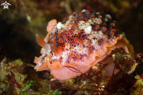 A Goniobranchus nudibranch | Goniobranchus nudi