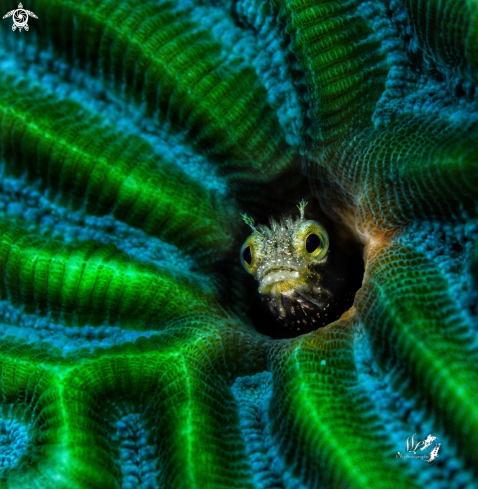 A Acanthemblemaria spinosa  | Spinyhead Blenny 
