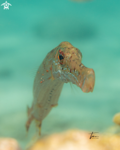 A Trumpetfish