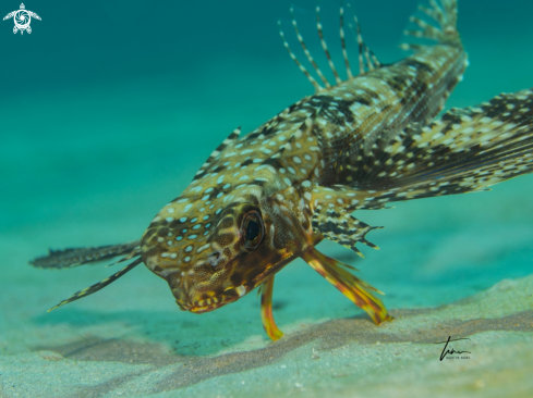 A Dactylopterus volitans | Flying Gurnard