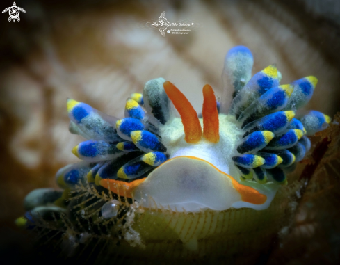 A Trinchesia sp. | Trinchesia Seaslug