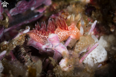 A Pink Flabellina nudi