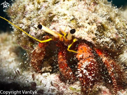 A underwater creature