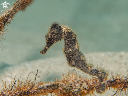 A Hippocampus reidi | Seahorse