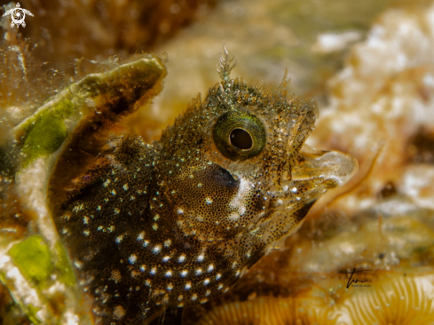 A Acanthemblemaria spinosa | Spinyhead Blennie