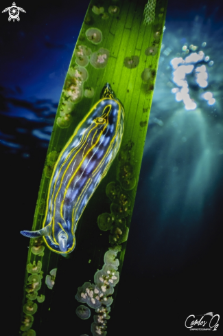 A Nudibranch