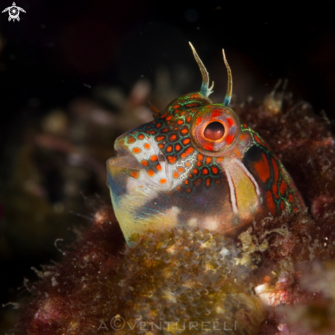 A Tessellated blenny