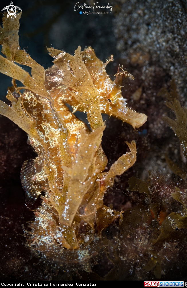 A Short-snouted seahorse Tenerife 