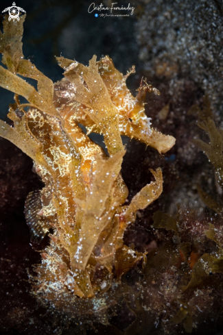 A Short-snouted seahorse Tenerife 