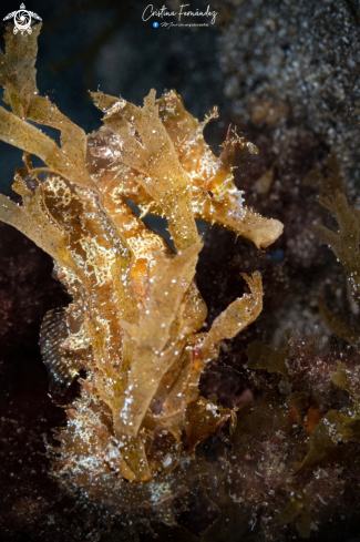 Short-snouted seahorse Tenerife 