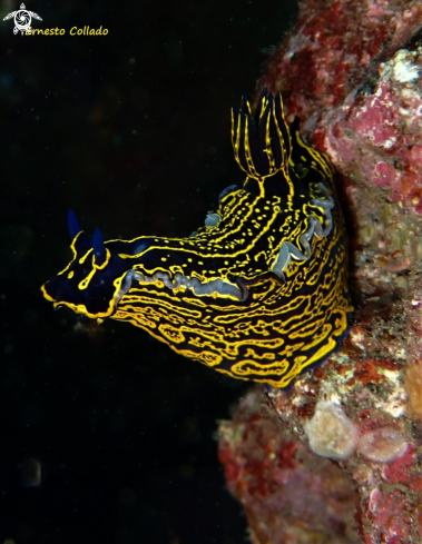 A Hypselodoris picta webbi | Nudibranquio