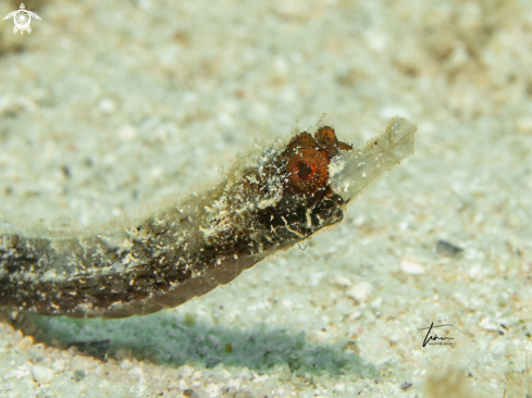 A Whitenose Pipefish