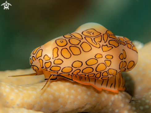 A Flamingo Tongue