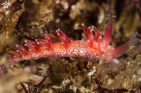 A Flabellina telja nudibranch | Pink Flabellina nudi