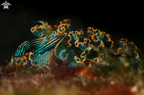 A Elysia diomedea nudibranch | Danzarina mexicana nudibranch