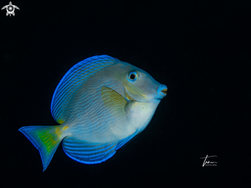 A Acanthurus coeruleus | Blue Tang Surgeonfish