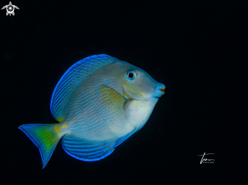 A Blue Tang Surgeonfish