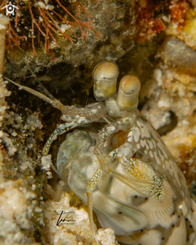 A Neogonodactylus oerstedii | Mantis Shrimp
