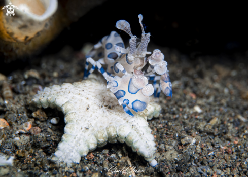 A Harlequin Shrimp