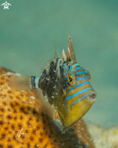 A Balistes vetula | Queen Triggerfish