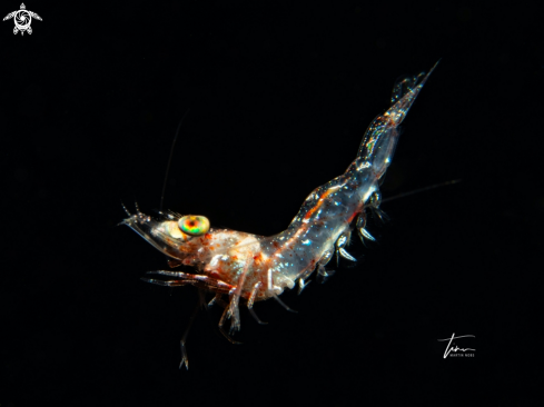 A Velvet Shrimp