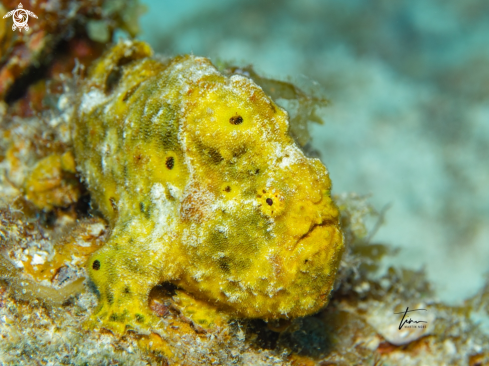 A Antennarius multiocellatus | Frogfish