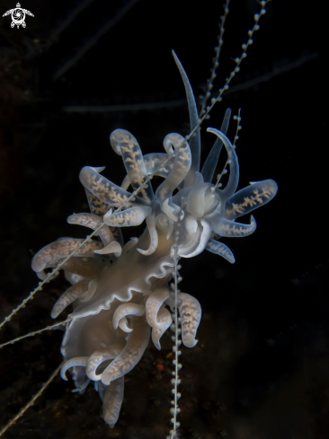 A Nudibranch