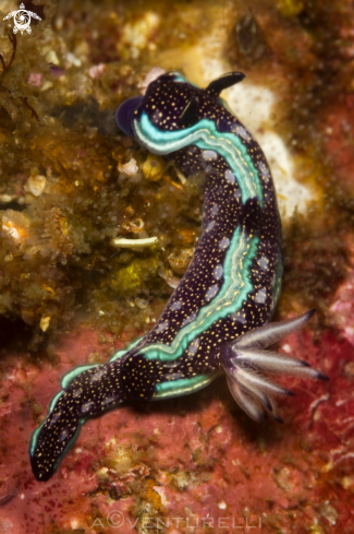 A Hypselodoris Agassizi nudibranch | Nudibranquio de Agassiz