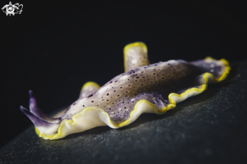 A Prostheceraeus Moseley  | Flatworm