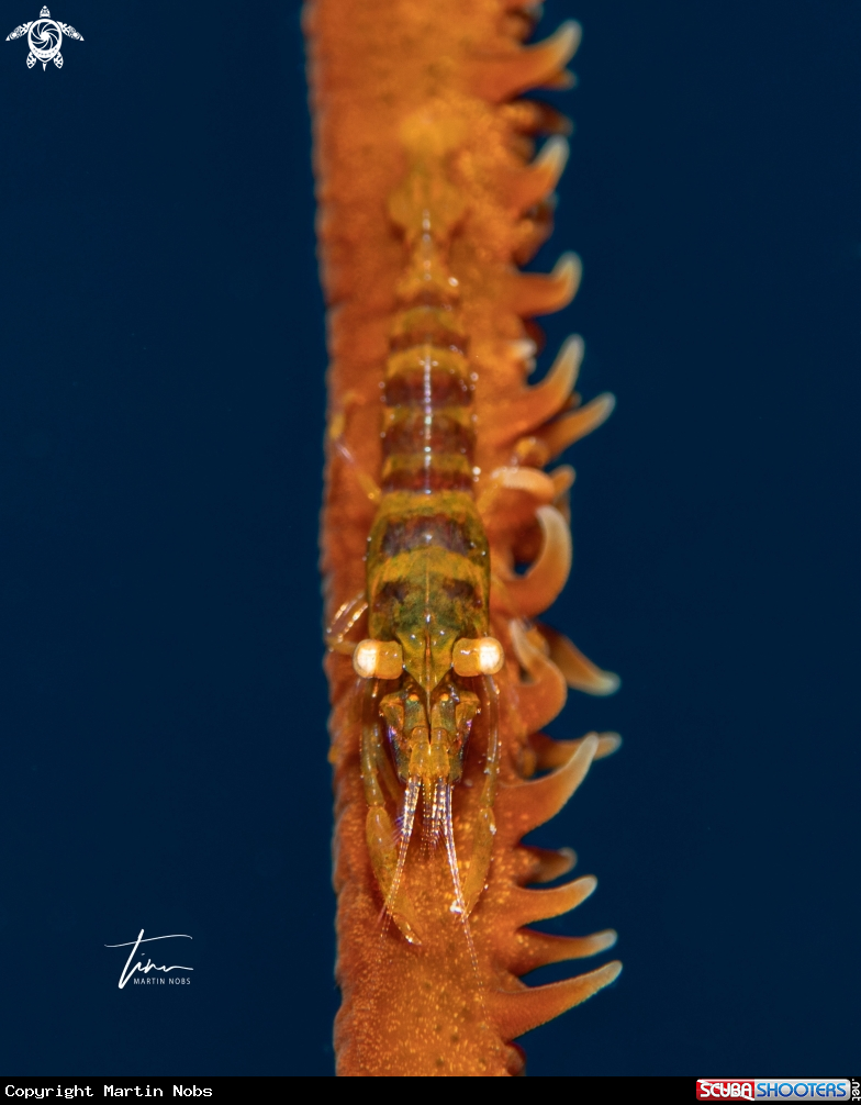 A Wirecoral Shrimp