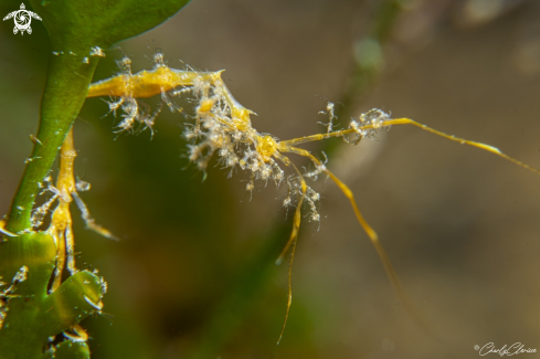 Skeleton Shrimp