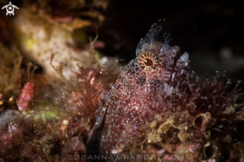 A Protemblemaria bicirrus | Tube blenny