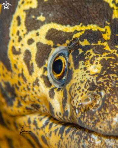 A Chain Moray Eel