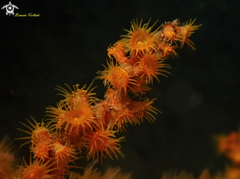 A Antipathozoanthus macaronesicus | macaronésica