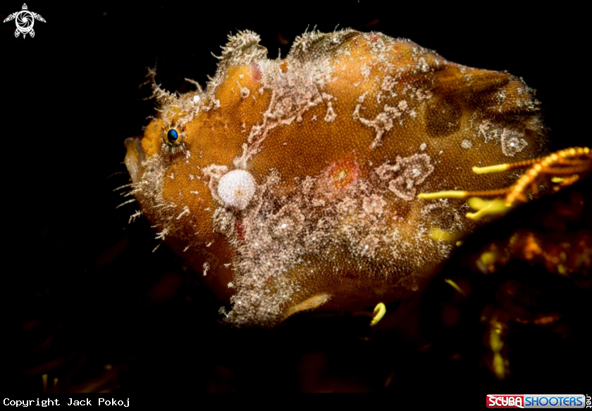 A Spotfin frogfish