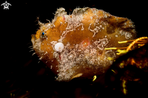 A Spotfin frogfish