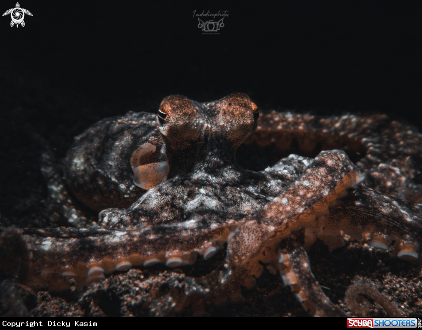 A Longarm Octopus