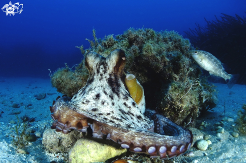 A Octopus vulgaris | Octopuss 