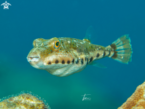 A Bandtail Pufferfish