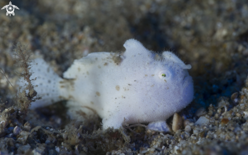 A frogfish