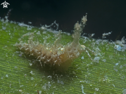 A Warty Nudibranch