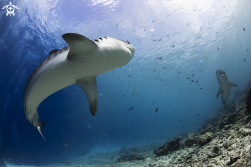 A tiger shark